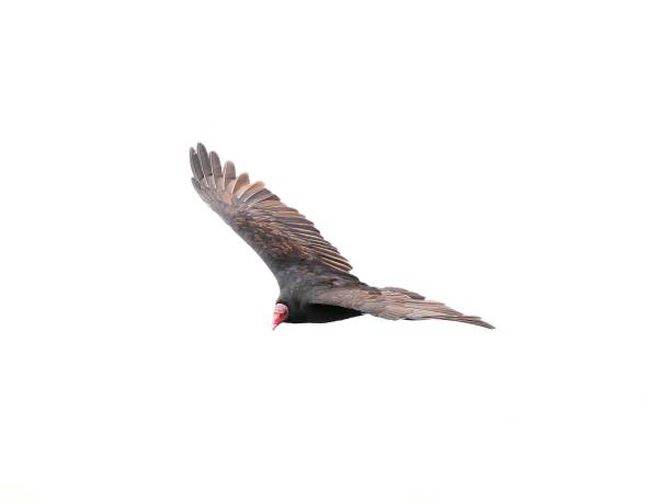 Black vulture flying stock photo