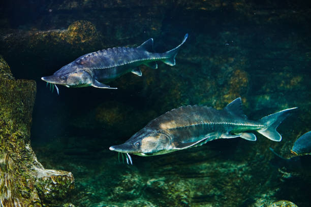 istock Sturgeon in wildlife, extremely rare fish 689507910
