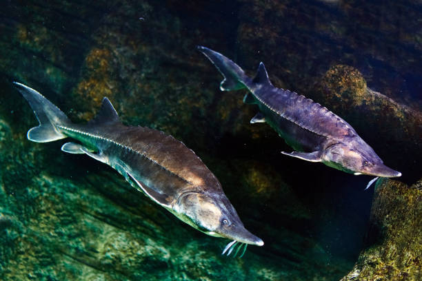 istock Sturgeon in wildlife, extremely rare fish 689508050