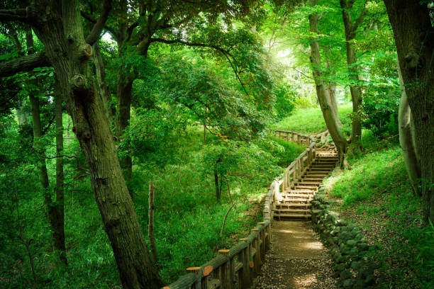 Hiking trail in the forest. A deep forest in Tokyo. Fresh green trees.