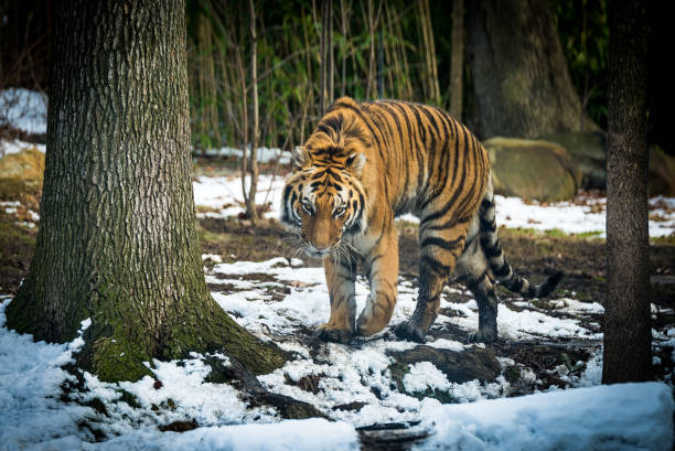 istock Life of a Tiger 689510650