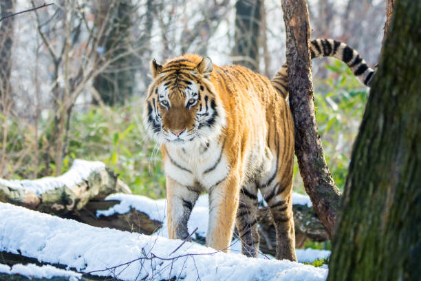 istock Life of a Tiger 689510658