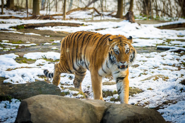istock Life of a Tiger 689510682