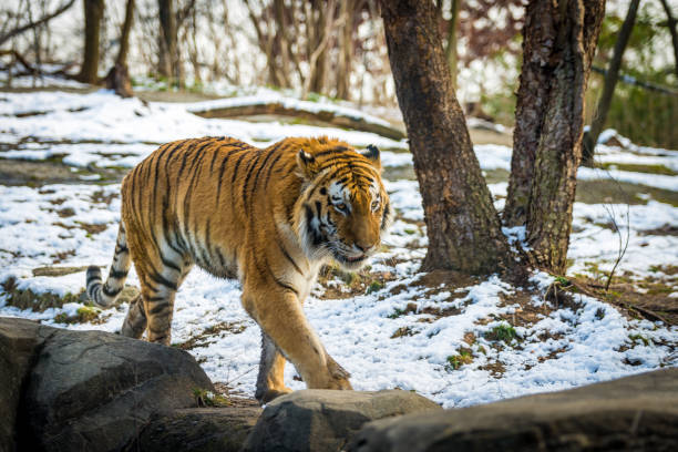 istock Life of a Tiger 689510684