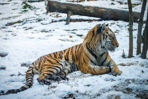 istock Life of a Tiger 689510694