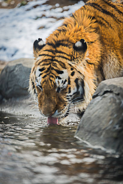 Winter season for the lonely Tiger.