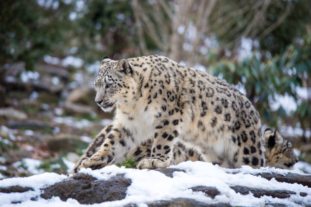 Winter season for the Snow Leopard