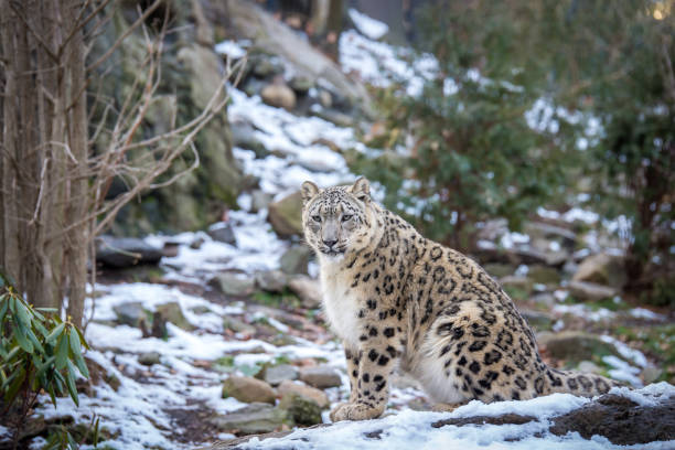 life of a snow leopard - snow leopard imagens e fotografias de stock