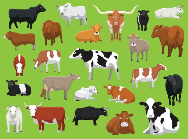 Various Cow Bull Cattle Poses Vector Illustration Animal Cartoon EPS10 File Format bull aberdeen angus cattle black cattle stock illustrations