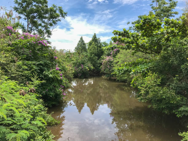 istock canal in the forest 689521478