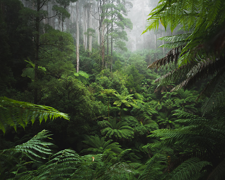 Dense rainforest with lush green ferns and trees covered with an early morning fog