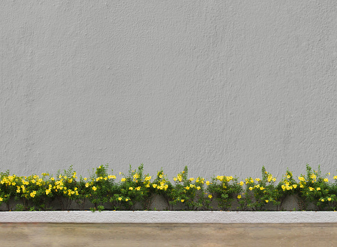 yellow flowers with green leaves at white brick concrete wall at walk way : exterier and background concept