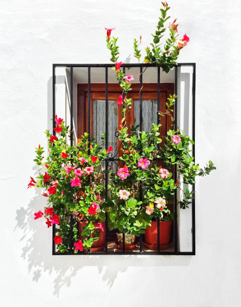 istock Blooming mallows decorating the window of a white house 689524642