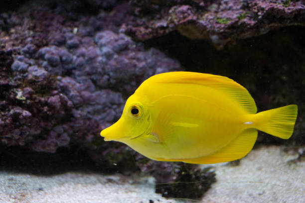 istock yellow tang fish in fishtanks 689524900