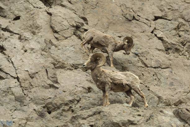 istock mountain sheep on side of cliff  camouflaged 689524974
