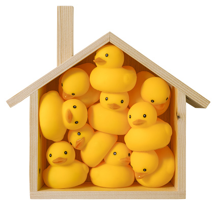 Many yellow rubber ducks squashed inside a conceptual wooden house shape frame, representing a house. Concept image relating to lifestyle, accommodation, trapped, prison, sharing, living together, crowded conditions etc. Isolated on white, clipping path included.