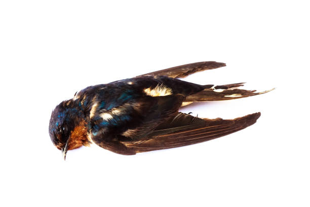 istock dead bird background in nature, isolated dead bird on white. 689528554