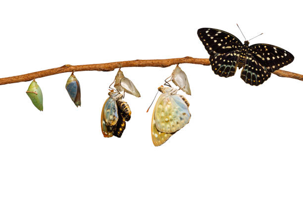 istock Isolated transformation of Common Archduke butterfly emerging from chrysalis 689530924