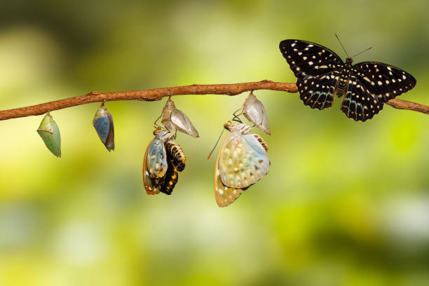 istock Transformation of Common Archduke butterfly emerging from chrysalis 689531068