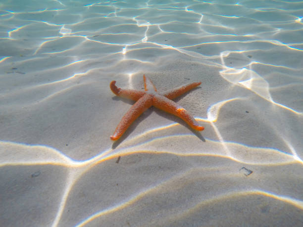 Single starfish on the beach. Diani Beach, Mombasa, Kenya.