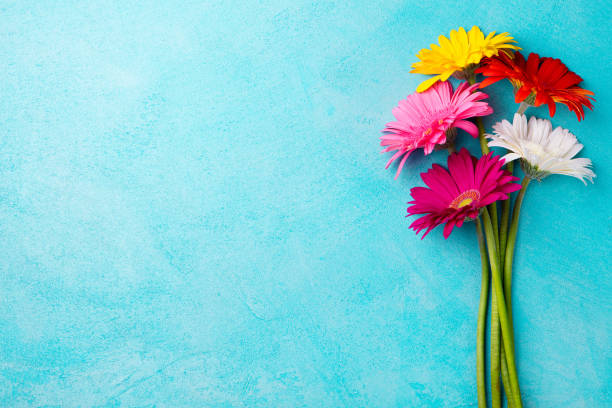 istock Colorful bunch of gerbera flowers on blue stone background. Top view. Copy space 689534420