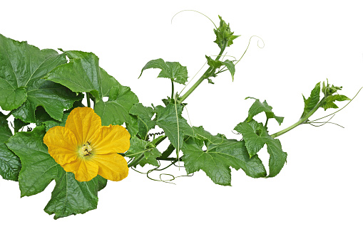 Winter melon squash Vines with leaves and flowers isolated on white background