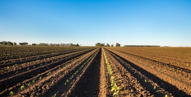 istock Northern California farm 689537128