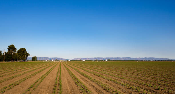 istock Northern California farm 689537180
