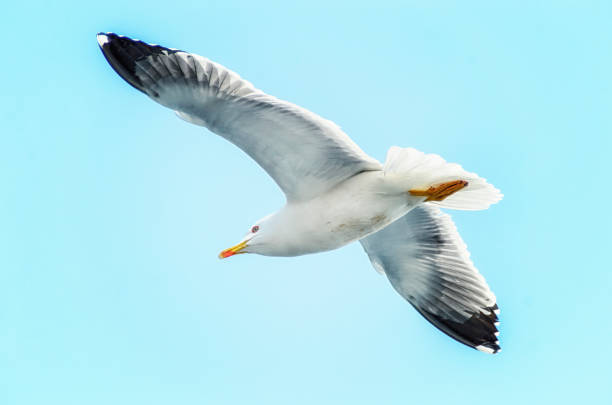 istock The gull flying in the sky 689540542