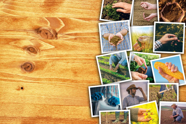 istock Man in farming and agriculture, photo collage 689540596