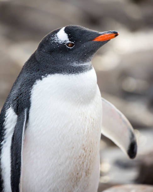 istock Antarctica: Gentoo Penguin at Jougla Point 689540822