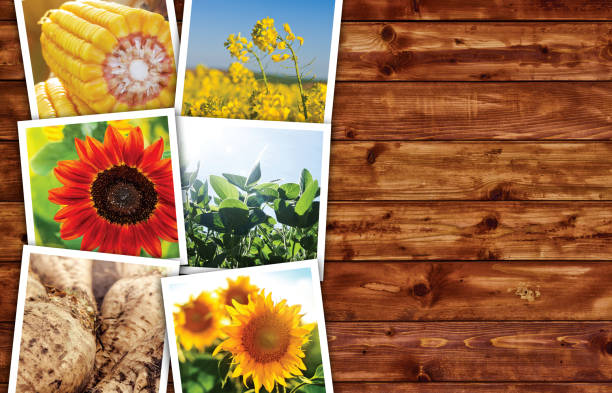 istock Agricultural crops photo collage 689540924