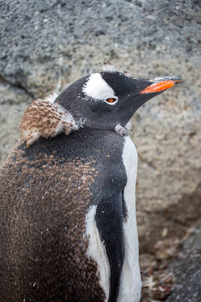 istock Antarctica: Gentoo Penguin at Jougla Point 689541520