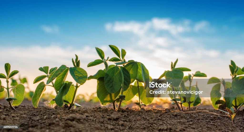 Small soybean plants growing Small soybean plants growing in row in cultivated field Soybean Stock Photo