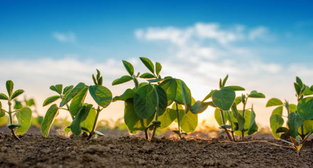 Small soybean plants growing stock photo