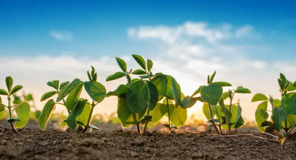 Photo of Small soybean plants growing