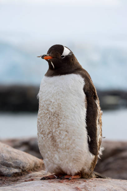 istock Antarctica: Gentoo Penguin at Jougla Point 689541856