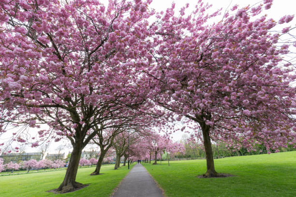 istock Cherry blossom trees with spring time flowers at the Stray Harrogate North Yorkshire England 689544026