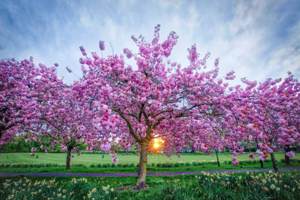 istock Cherry blossom trees with spring time flowers at the Stray Harrogate North Yorkshire England 689544034