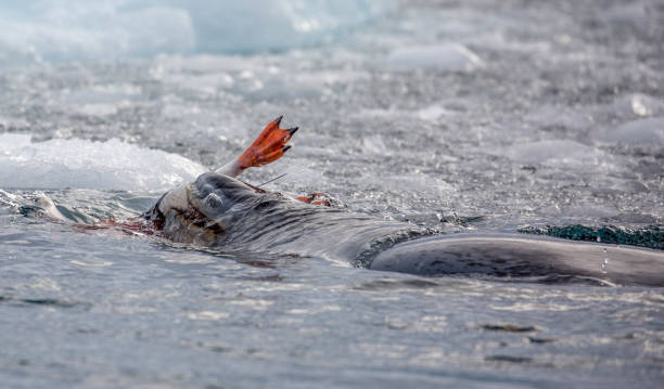 istock Antarctica: Leopard Seal off Goudier Island 689544128