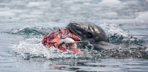 istock Antarctica: Leopard Seal off Goudier Island 689544224