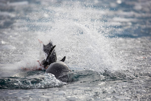 istock Antarctica: Leopard Seal off Goudier Island 689544240