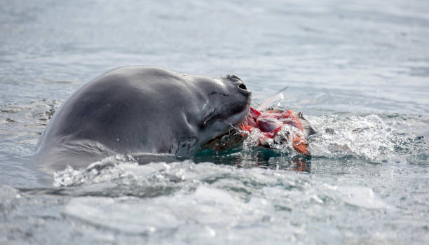 istock Antarctica: Leopard Seal off Goudier Island 689544252