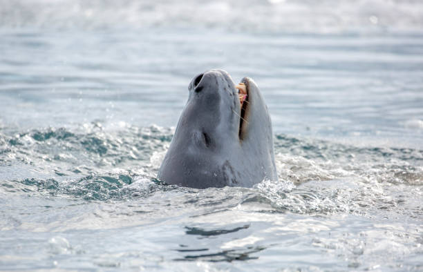 istock Antarctica: Leopard Seal off Goudier Island 689544498