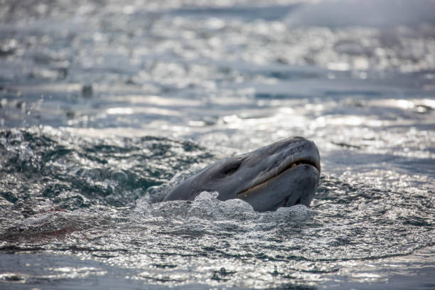 istock Antarctica: Leopard Seal off Goudier Island 689544512