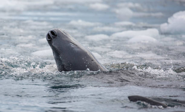 istock Antarctica: Leopard Seal off Goudier Island 689544538