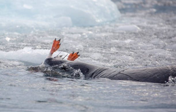 istock Antarctica: Leopard Seal off Goudier Island 689544762