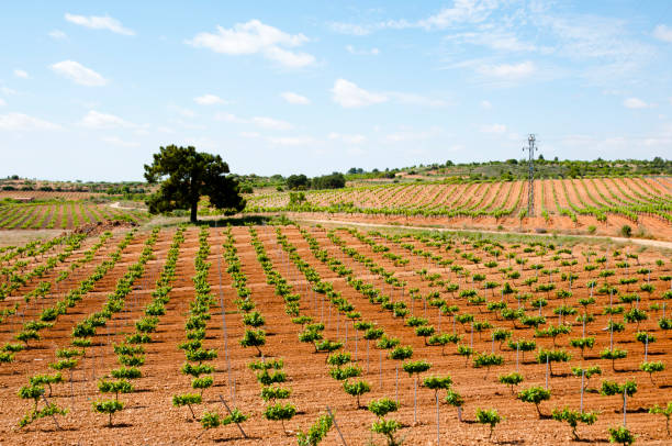 istock Young Wine Plantation - Spain 689546826