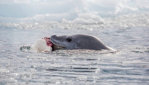 istock Antarctica: Leopard Seal off Goudier Island 689546924