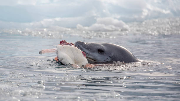 istock Antarctica: Leopard Seal off Goudier Island 689547066